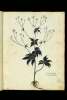  Fol. 21 

Ranunculus flore albo
Aconitum batrachoides.